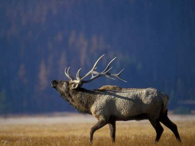 Western Montana is home to abundant game & wildlife.
